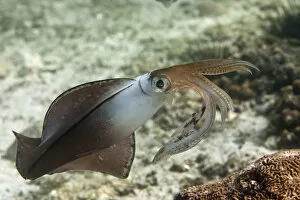 Images Dated 16th November 2012: Bigfin Reef Squid -Sepioteuthis lessoniana-, Gulf of Oman, Oman