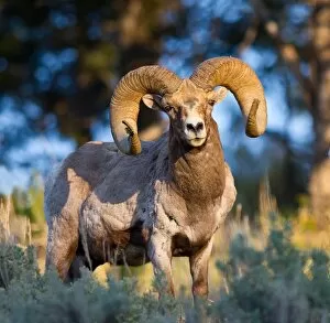 Images Dated 12th May 2012: Bighorn sheep