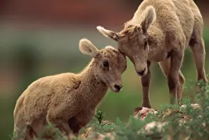 Bighorn sheep lambs (Ovis canadensis), Montana, USA