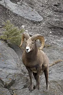 Bighorn sheep (Ovis canadensis)