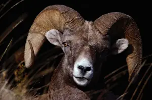 Bighorn sheep (Ovis canadensis), close-up, Yellowstone NP, Wyoming