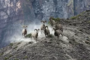 Images Dated 13th August 2013: Bighorn Sheep -Ovis canadensis-, Glacier National Park, Montana, United States