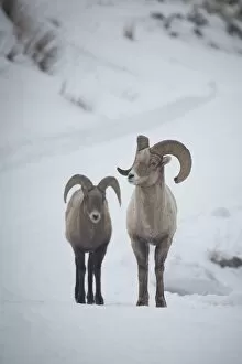 Images Dated 25th January 2015: Bighorn Sheep Rams