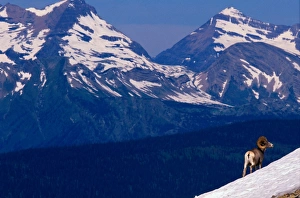 Montana Collection: Bighorn Sheep on snowy incline, Glacier Nat. Park, Montana