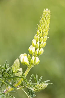 Bigleaf Lupine or Garden Lupine -Lupinus polyphyllus-, Northumberland, England, United Kingdom