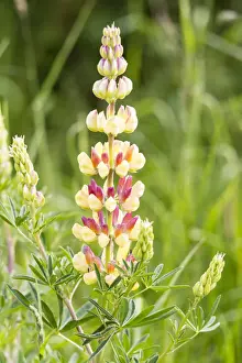 Bigleaf Lupine or Garden Lupine -Lupinus polyphyllus-, Northumberland, England, United Kingdom