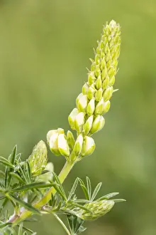 Lupine Prints: Bigleaf Lupine or Garden Lupine -Lupinus polyphyllus