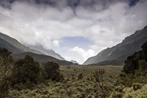 Images Dated 10th June 2012: Bigo Bog, Rwenzori Mountains, Uganda