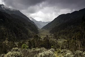 Images Dated 10th June 2012: Bigo Bog, Rwenzori Mountains, Uganda
