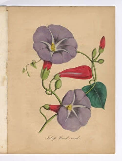 Images Dated 3rd July 2015: Bind Weed or Morning Glory Victorian Botanical Illustration