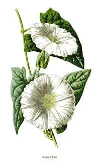 Bindweed