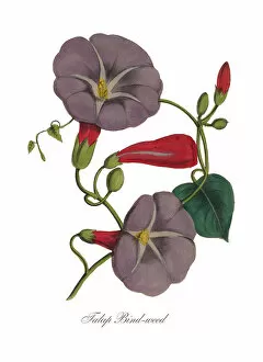 Images Dated 6th July 2016: Bindweed or Morning Glory Victorian Botanical Illustration