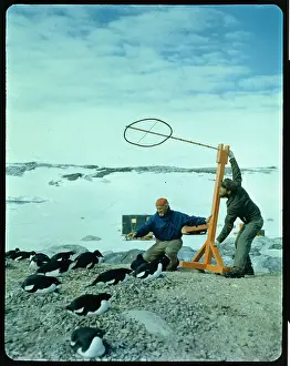 biologist Studying Penguins