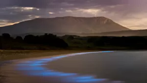 Images Dated 10th April 2018: Bioluminescence - Hobart, Tasmania