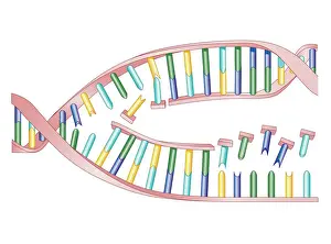 Cross Section Prints: Biomedical illustration of DNA Replication as bases attach to strand with two newly formed strands twist eventually
