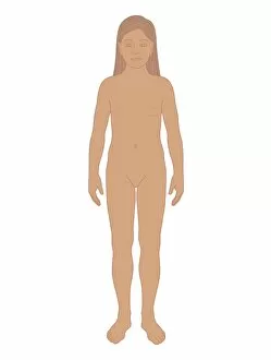 Images Dated 24th October 2011: Biomedical illustration of girl before puberty