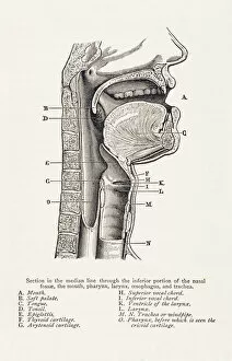 Keith Lance Illustrations Collection: Biomedical Illustration: Mouth / Throat Anatomy