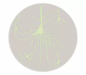 Images Dated 21st October 2011: Biomedical illustration of neural network at birth