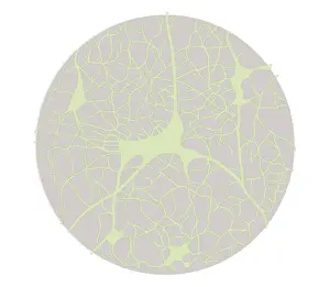 Biomedical illustration of neural network in young adult at 18 years