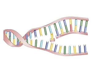 Chromosome Prints: Biomedical illustration of protein synthesis within DNA