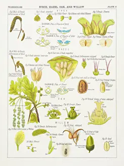 Birch, Hazel, Oak and Willow Chromolithography 1883