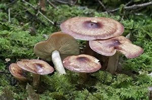 Images Dated 14th October 2012: Birch Knight -Tricholoma fulvum-, Untergroningen, Abtsgmuend, Baden-Wurttemberg, Germany
