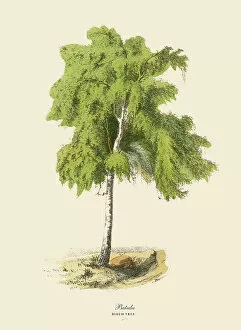 Images Dated 18th March 2016: Birch Tree or Betula, Victorian Botanical Illustration