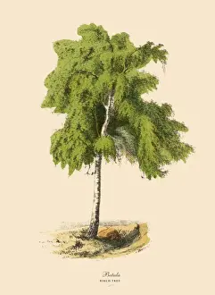 Birch Tree or Betula, Victorian Botanical Illustration