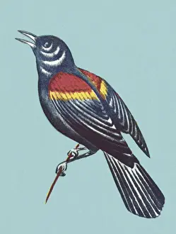 Birdsong Prints: Bird on Blue Background