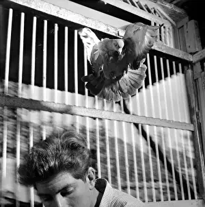 Cage Prints: Bird In A Cage