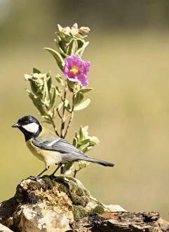 Images Dated 17th April 2016: Bird of carbonero com''n, (Parus major), Species (Paridae). put on a branch with flowers in spring