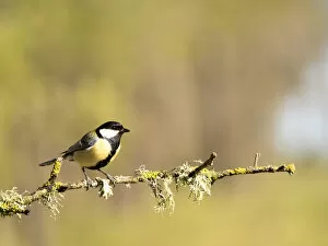Images Dated 17th April 2016: Bird Carbonero com''n, (Parus major), family Paridae, put on a branch with lichens