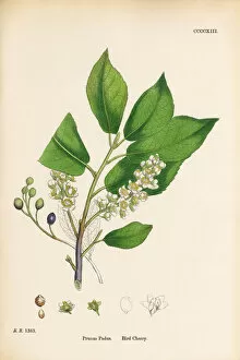Images Dated 19th September 2017: Bird Cherry, Prunus Padus, Victorian Botanical Illustration, 1863