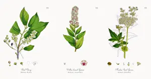 Bird Cherry, Prunus Padus, Victorian Botanical Illustration, 1863