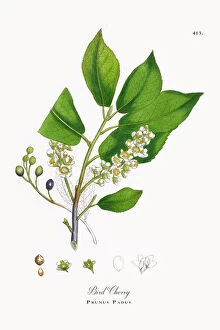 Images Dated 23rd October 2017: Bird Cherry, Prunus Padus, Victorian Botanical Illustration, 1863