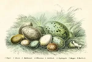 Images Dated 16th March 2017: Bird eggs engraving 1896