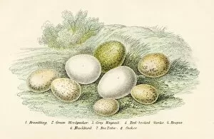 Woodpecker Gallery: Eight Bird Eggs Engraving 1896