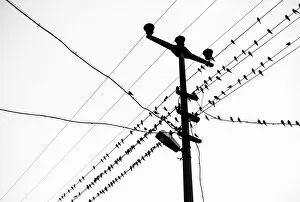 Large Group Of Animals Collection: Bird flock standing on power lines