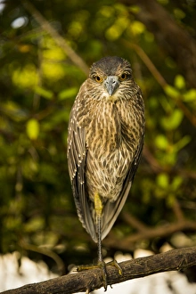 Bird at Galapagos