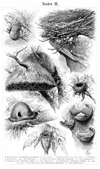 Images Dated 28th January 2015: Bird nest engraving 1897
