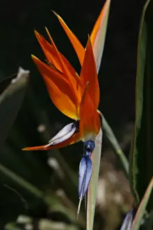 Crane Bird Prints: Bird-of-Paradise Flower (Strelitziaceae)