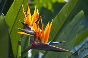 Crane Gallery: Bird of paradise flower (Strelitzia)