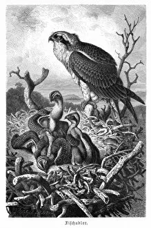 Engravings Gallery: Bird of prey engraving 1892