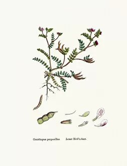 English Botany, or Coloured figures of British Plants Collection: Bird s-foot plant 19th century illustration