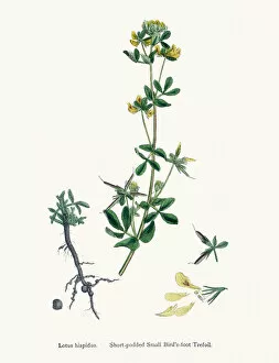 English Botany, or Coloured figures of British Plants Collection: bird s-foot trefoils 19th century illustration