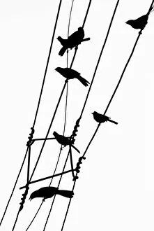 Images Dated 11th July 2009: Bird silhouettes on a power line
