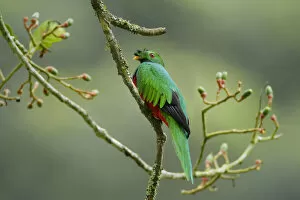 Images Dated 14th December 2015: Bird sitting on aguacatillo branch, Ecuador