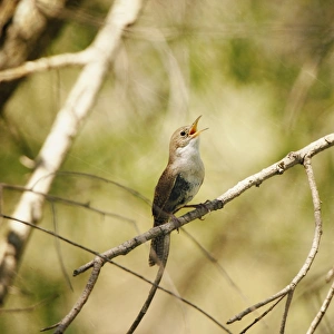 Wren Gallery: Bird song house wren