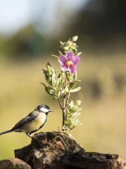 Images Dated 17th April 2016: Bird of the species Carbonero com''n, (Parus major), put on a branch with flowers in spring