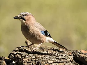 Images Dated 17th April 2016: Bird of the species (Garrulus glandarius), put on a trunk of pine